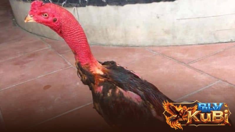 Lên lịch ăn uống cụ thể cho gà chọi sau khi đá