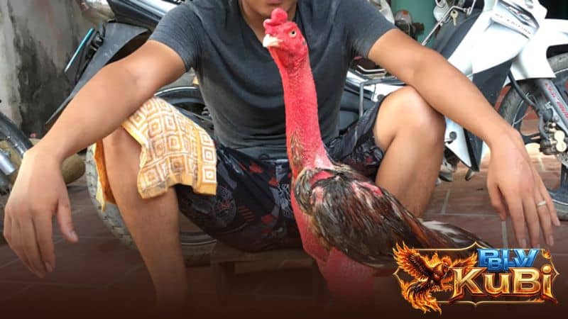 Massage và tập luyện khi gà chọi hồi phục sau khi đá