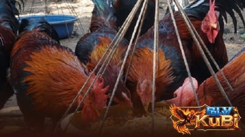 Nêu cho gà ăn thóc, bắp hoặc gạo lứt để cung cấp năng lượng luyện tập Nên cho gà ăn thóc, bắp hoặc gạo lứt để cung cấp năng lượng luyện tập