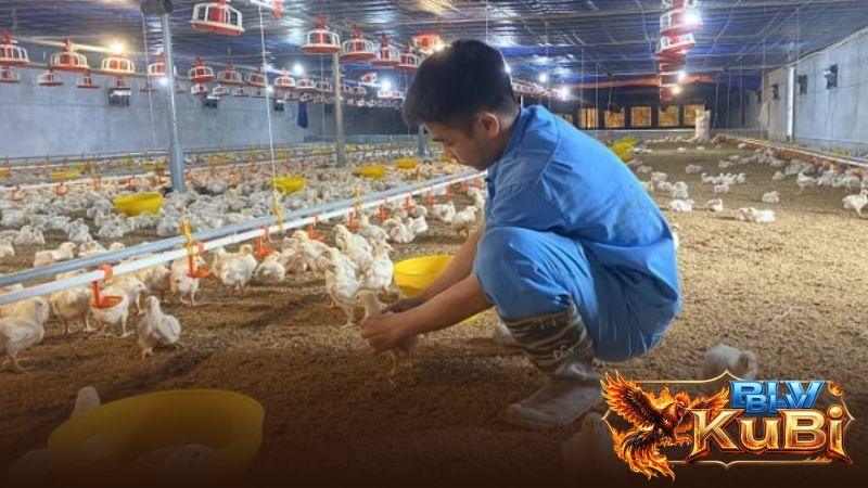 Nên thiết kế chuồng trại nuôi gà cao ráo và thoáng gió khi vào mùa nóng