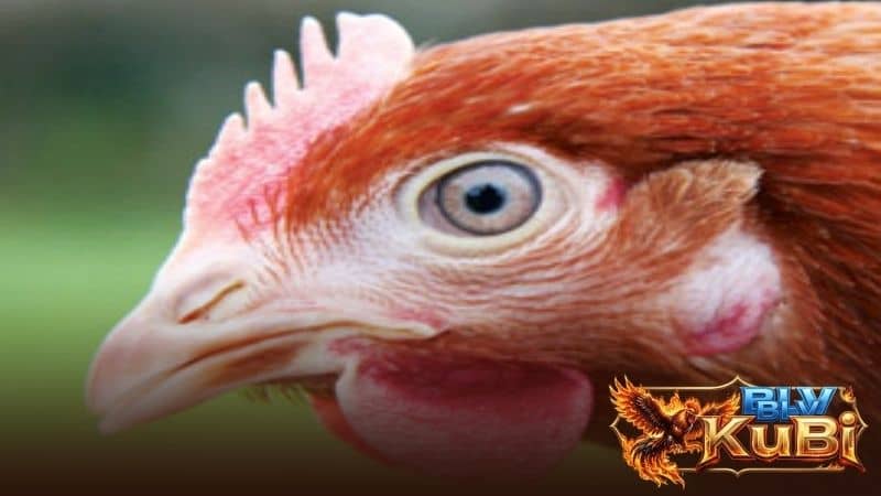 Những đặc điểm về mỏ gà mái nên lựa chọn Những đặc điểm về mỏ gà mái nên lựa chọn