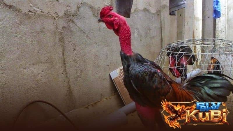 Những hạn chế khi cổ gà chọi to