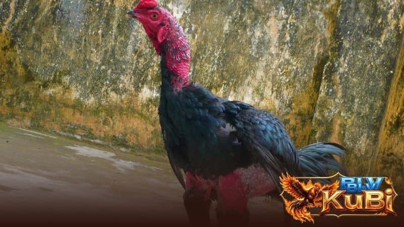 Những lợi thế khi gà cổ to