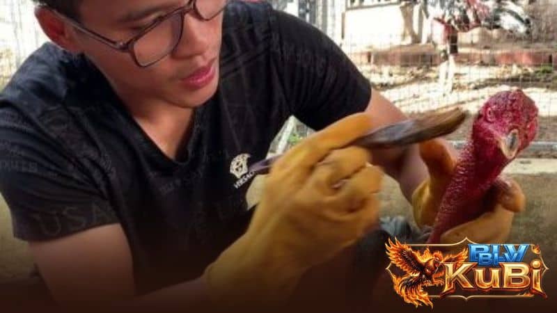 Om bóp và vào nghệ cho gà giúp cổ to