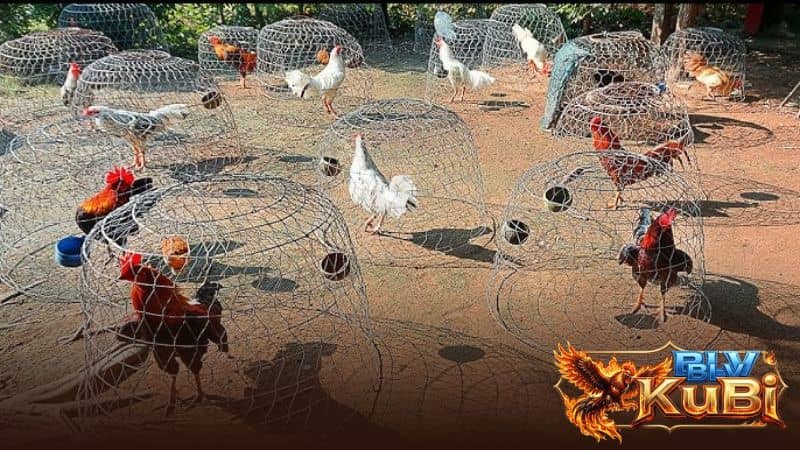 Phơi nắng giúp gà hấp thu vitamin tự nhiên và chắc xương Phơi nắng giúp gà hấp thu vitamin tự nhiên và chắc xương