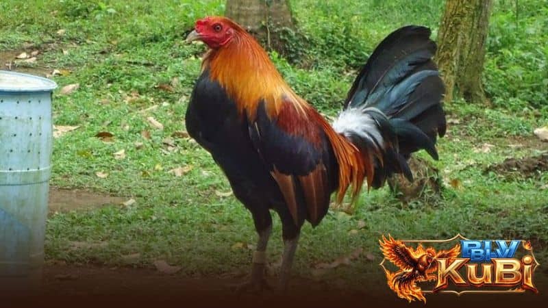 Rau xanh giúp cân bằng dinh dưỡng và chống táo bón