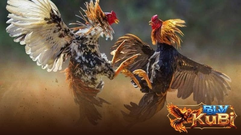 Tập luyện đúng khoa học sẽ giúp gà có vảy phủ địa phát huy lối đá tốt hơn Tập luyện đúng khoa học sẽ giúp gà có vảy phủ địa phát huy lối đá tốt hơn