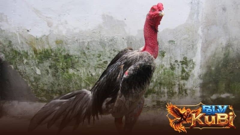 Thời gian vào mồi cho gà thích hợp từ 10 đến 15 ngày trước khi đá