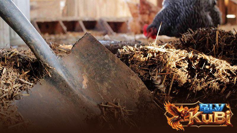 Thường xuyên vệ sinh chuồng trại giúp gà có nơi ở sạch sẽ