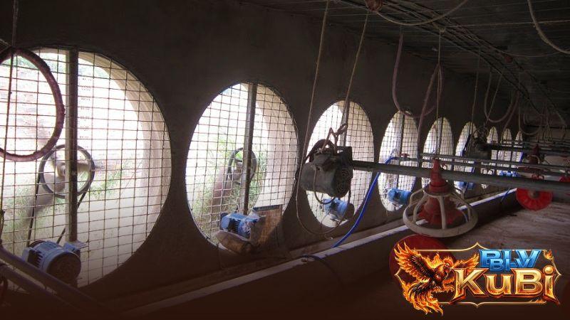 Trang bị hệ thống làm mát giúp gà không bị sốc nhiệt