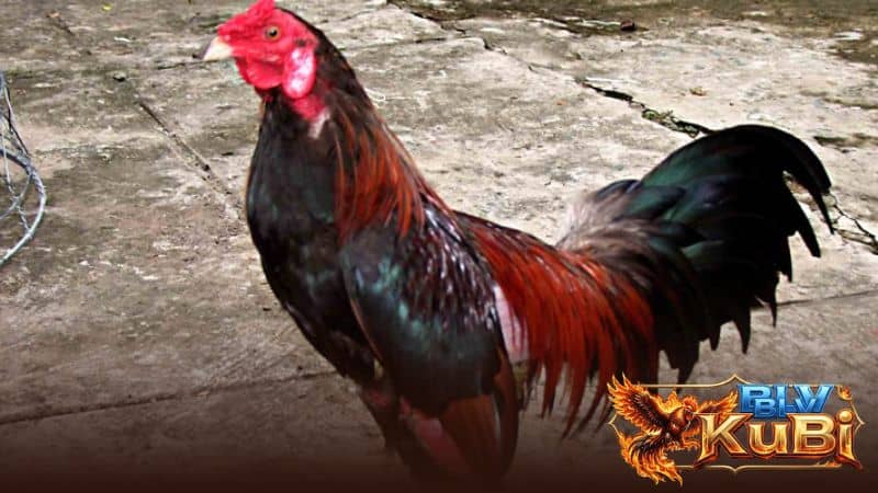 Tránh để gà cảm lạnh vì có thể gây ảnh hưởng đến sức khỏe Tránh để gà cảm lạnh vì có thể gây ảnh hưởng đến sức khỏe