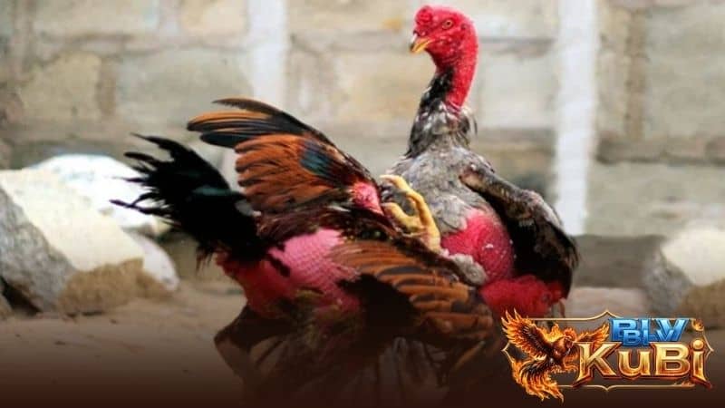 Vào mồi cho gà đúng cách sẽ có nhiều lợi ích