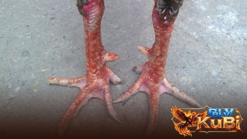 Vảy ngũ quỷ có hình dạng dễ nhận biết và có nhiều ưu điểm về đòn đá