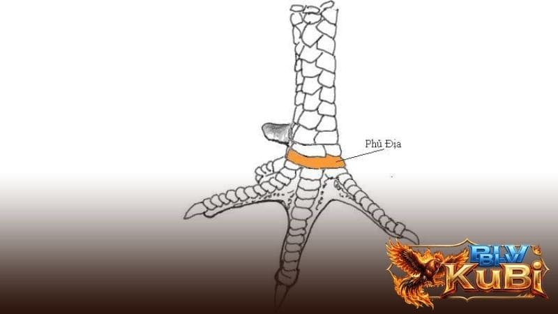 Vảy phủ địa thường mọc ở trước hàng nội sang hàng ngoại Vảy phủ địa thường mọc ở trước hàng nội sang hàng ngoại