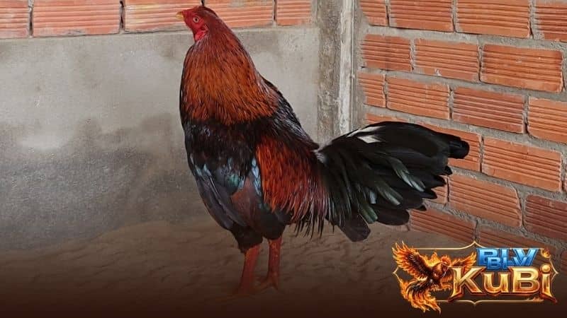 Việc chăm sóc gà chọi trước khi đá có thể ảnh hưởng trực tiếp đến trận đấu Việc chăm sóc gà chọi trước khi đá có thể ảnh hưởng trực tiếp đến trận đấu