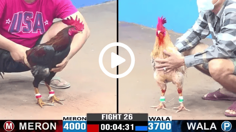 Trực Tiếp Đá Gà